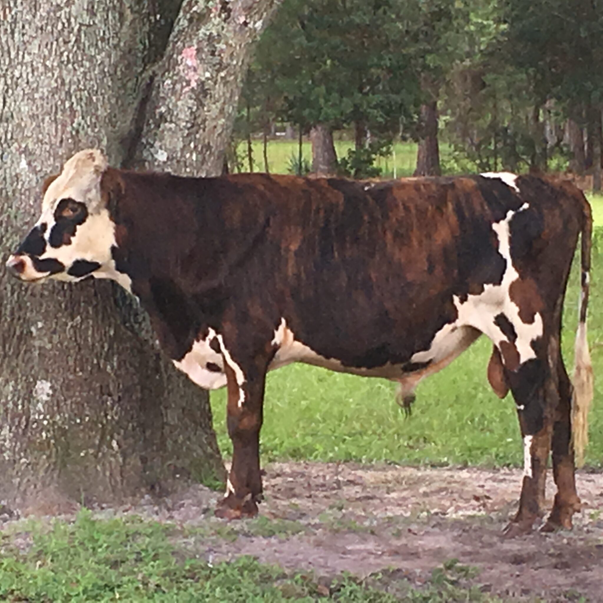 Whole Cow for Sale Near Me